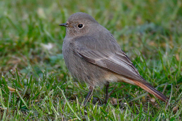 Cley Birds Photo Gallery