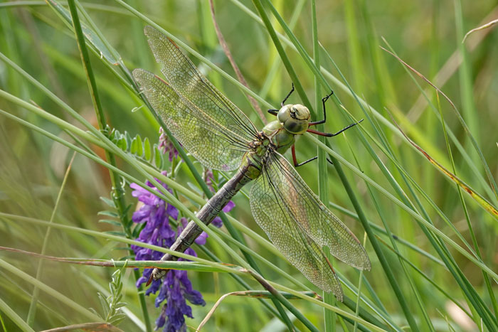 Cley Birds Photo Gallery